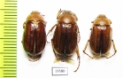 Rhizotrogus aestivus  Russia, Volgograd reg. - INSECTS-STORE.RU