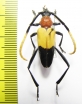 Pachyteria chewi  Malaysia, Borneo - INSECTS-STORE.RU