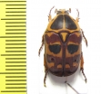 Pachnoda cordata dahomeyana  Togo - INSECTS-STORE.RU