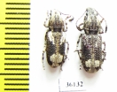 Anthribidae sp.  Thailand - INSECTS-STORE.RU