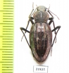 Tenebrionidae sp.  Namibia - INSECTS-STORE.RU