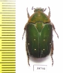 Pachnoda rubriventris rubrocinctoides  Congo - INSECTS-STORE.RU