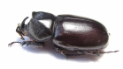 Scapanes australis  Indonesia, Papua - INSECTS-STORE.RU