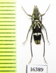 Chlorophorus sp.  Indonesia, Sumatra - INSECTS-STORE.RU
