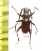 Scatopyrodes aspericornis  Mexico  - INSECTS-STORE.RU