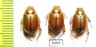Anomala errans  Russia, Astrakhan reg. - INSECTS-STORE.RU