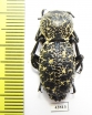 Zopherus sp.  Mexico - INSECTS-STORE.RU