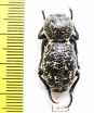Zopherus sp.  Mexico - INSECTS-STORE.RU