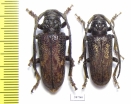 Phryneta sp. Congo - INSECTS-STORE.RU
