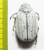 Lepidiota stigma  Indonesia, Sumatra - INSECTS-STORE.RU
