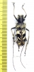 Cerambycidae sp.  Indonesia, Java 35mm - INSECTS-STORE.RU