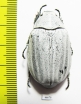 Lepidiota stigma  Indonesia, Sumatra - INSECTS-STORE.RU