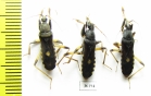 Hemiptera sp.  Thailand - INSECTS-STORE.RU