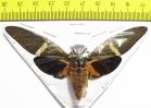 Tosena melanoptera  Indonesia, Java - INSECTS-STORE.RU