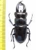 Hexarthrius rhinoceros  Indonesia, Java  70mm - INSECTS-STORE.RU