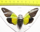 Trengganua sybylla  Malaysia - INSECTS-STORE.RU