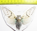 Ayuthia spectabilis  Malaysia - INSECTS-STORE.RU