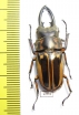 Prosopocoilus zebra nobuyukii  Indonesia, Java 39mm - INSECTS-STORE.RU