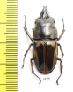 Prosopocoilus zebra nobuyukii  Indonesia, Java 34mm - INSECTS-STORE.RU