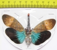 Pyrops pyrorhynchus  Malaysia - INSECTS-STORE.RU