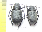 Trigonoscelis muricata  Russia, Astrakhan reg. - INSECTS-STORE.RU