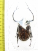 Cheirotonus perakanus, male  Malaysia  62mm - INSECTS-STORE.RU