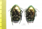 Protaetia cuprina  Russia, Astrakhan reg. - INSECTS-STORE.RU
