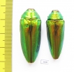 Callopistus castelnaudi, pair  Malaysia - INSECTS-STORE.RU