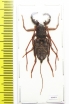 Thelyphonida sp.  Indonesia, Buru isl. - INSECTS-STORE.RU