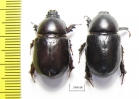 Pentodon bidens  Russia, Astrakhan reg. - INSECTS-STORE.RU