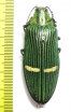 Catoxantha opulenta  Malaysia - INSECTS-STORE.RU
