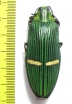 Catoxantha opulenta  Malaysia - INSECTS-STORE.RU