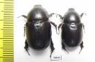 Pentodon bidens  Russia, Astrakhan reg. - INSECTS-STORE.RU
