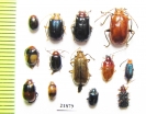 Chrysomelidae sp.  Indonesia, Sumatra - INSECTS-STORE.RU