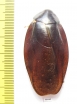 Blattodea sp.  Malaysia - INSECTS-STORE.RU