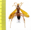Hymenoptera sp.  Indonesia, Kalimantan - INSECTS-STORE.RU
