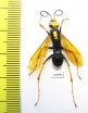 Hymenoptera sp.  Indonesia, Kalimantan - INSECTS-STORE.RU