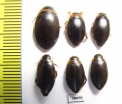Dytiscidae sp.  Russia, Astrakhan reg. - INSECTS-STORE.RU