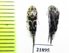 Mordellidae sp.  Indonesia, Sumatra - INSECTS-STORE.RU