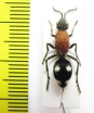 Mutillidae sp.  Namibia - INSECTS-STORE.RU