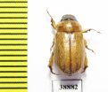 Adoretus nigrifrons  Russia, Astrakhan reg. - INSECTS-STORE.RU