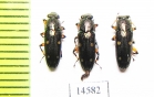 Helotidae sp.  Vietnam - INSECTS-STORE.RU