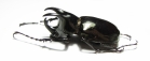 Chalcosoma moellenkampi  Malaysia, Borneo 67mm - INSECTS-STORE.RU