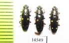 Helotidae sp.  Vietnam - INSECTS-STORE.RU