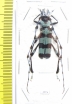 Rosalia lameerei  Thailand - INSECTS-STORE.RU