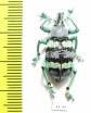 Eupholus mimikanus  Indonesia, Papua - INSECTS-STORE.RU