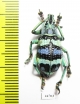 Eupholus mimikanus  Indonesia, Papua - INSECTS-STORE.RU