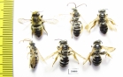 Hymenoptera sp.  Russia, Astrakhan reg. - INSECTS-STORE.RU