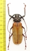 Bandar pascoei pascoei  Indonesia, Java 70mm - INSECTS-STORE.RU