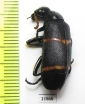 Meloidae sp.  Sudan - INSECTS-STORE.RU